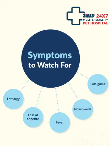 Would you recognize the symptoms of tick fever? This visual guide highlights what to watch for, including lethargy, fever, loss of appetite, pale gums, and even nosebleeds. Don't ignore these signs.