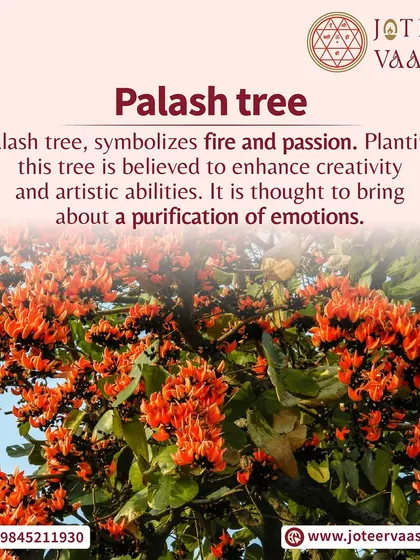 The Palash tree symbolizes fire and passion. Planting this tree is believed to enhance creativity and artistic abilities, and it is thought to bring about a purification of emotions.