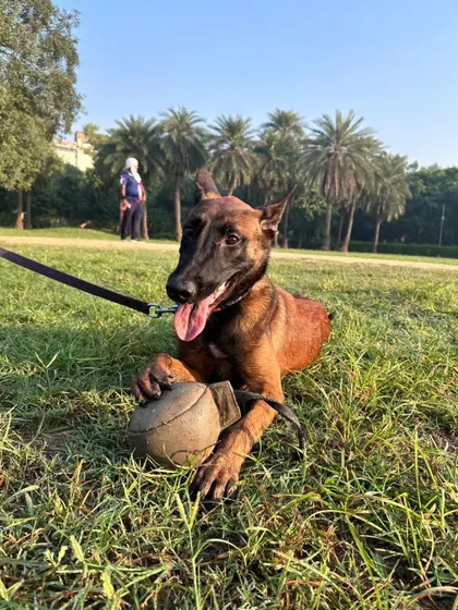 This Malinois is holding the leather reward ball securely. The size and material are designed to encourage a full, firm grip, which is important for developing bite technique in protection sports.