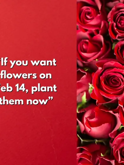 If you want beautiful flowers for a special occasion like Valentine's Day, the key is to plant them in advance. We have a wide selection of flower plants at affordable prices to get you started.
