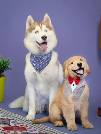 A dapper Siberian Husky and an adorable Golden Retriever puppy pose side by side in the studio, showing how I capture the distinct personalities of furry siblings.