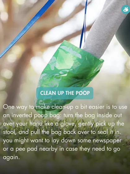 Cleaning up diarrhea can be messy. This practical tip shows how to use an inverted poop bag as a glove to make cleanup easier and more hygienic.
