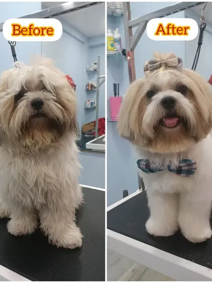 Tuffy the Lhasa Apso's makeover. We cleaned up his face, trimmed his body, and gave him a neat topknot to keep his vision clear.