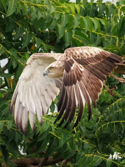 A Short-toed Snake Eagle in a graceful banking turn, captured against the lush green canopy of the Bhigwan grasslands.
