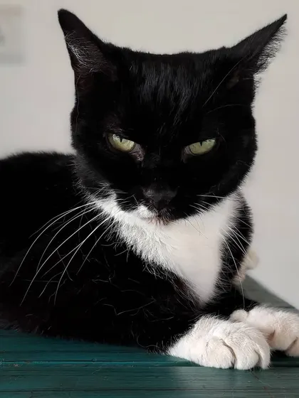 Rosie is serving looks. We get to know the unique personality of every cat, from the cuddly to the gloriously grumpy.