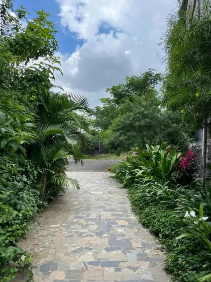 The lush, tropical planting along this path at Avasara creates a feeling of being in a forest. I used a variety of leaf shapes and textures to build a rich and diverse green environment.