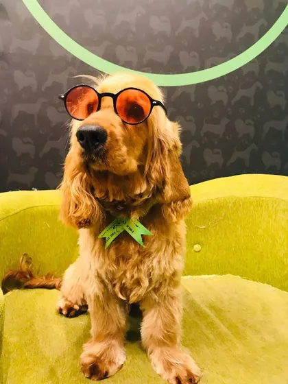 Theo is rocking his sunglasses after his grooming session. He's not just clean, he's a cool dude.