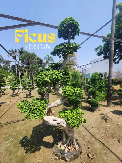 This tall, spiraling Ficus Microcarpa topiary is a work of art. We supply these unique, sculpted trees for clients seeking a truly one-of-a-kind landscape feature.