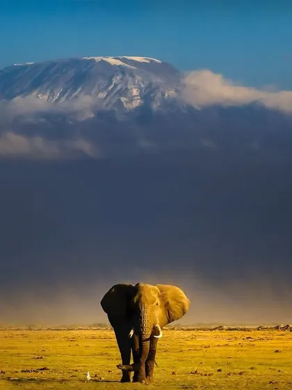 To witness the giants of Amboseli walk against the backdrop of a snow-capped Mount Kilimanjaro is to see a timeless portrait of Africa. I followed this bull elephant for an hour, waiting for this perfect alignment of creature and landscape, a moment where the scale of nature leaves you in complete awe.