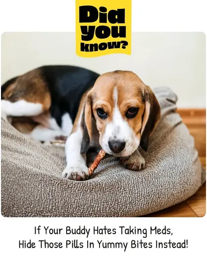 Is giving your pet their medicine a struggle? A simple and effective hack our vets recommend is hiding pills inside a yummy treat to make med time stress-free.
