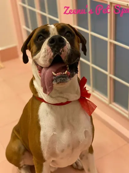 Koby the Boxer is full of energy after his grooming. A bright red bow adds a touch of fun to his handsome look.