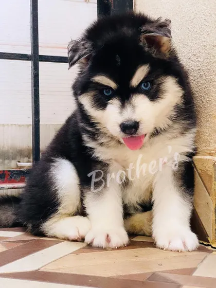 This male puppy is ready for his forever home. He has bright blue eyes, a thick coat, and a friendly, inquisitive look.
