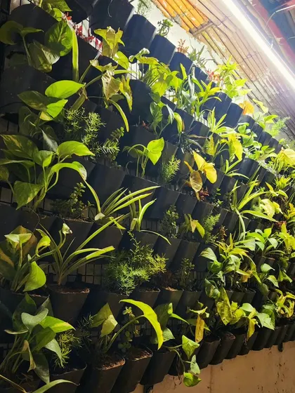 An angled shot of the vertical garden at night, with overhead lighting highlighting the different shades of green.