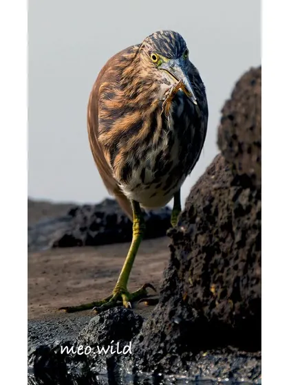 Action shots are my favorite challenge! I waited patiently to capture this Pond Heron at the exact moment it snatched a small crab for its meal. It’s a raw, powerful glimpse into the daily life of a wetland predator.