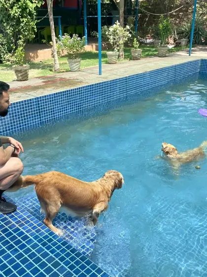 A pet parent encourages his Golden Retrievers during their pool session. We love it when owners join in the fun, making it a wonderful bonding activity.