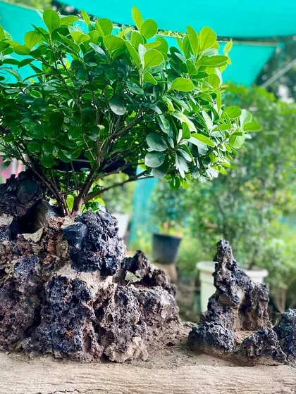 This Ficus Microcarpa bonsai is grown over a volcanic rock, creating a dramatic landscape effect. It's an easy-to-care-for plant that looks stunning.