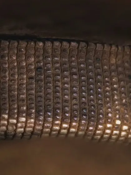 The intricate scale patterns of a Monitor Lizard, which we found basking in a crevice of an Aravalli rock during a winter exploration.