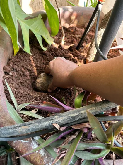 Planting the air potato in a pot. My approach involves understanding the entire life cycle of a plant, from seed or tuber to harvest.