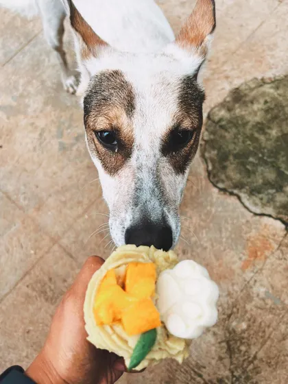This sweet face says it all. This pup is enjoying a lick of a fresh Mango Tango pupcake.