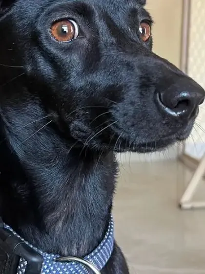 An alert and curious black Indie dog sitting indoors, watching everything with its intelligent eyes.