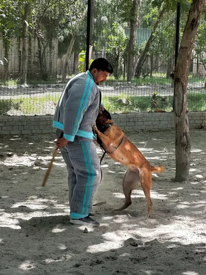Working a powerful Malinois in a full bite suit. My role as a decoy is to be a challenging, but fair, training partner that builds the dog's skill and confidence.