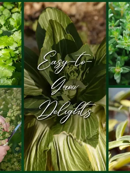 This collage showcases some easy-to-grow delights for your herb garden. It features cilantro, pak choi, thyme, fennel, and sage, all of which are great for beginner gardeners.
