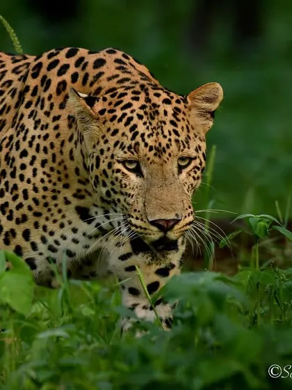 My mood for the weekend. This leopard, Rana, looks a bit tired, perhaps after a long night of hunting. It's another one of those relatable moments from the wild.