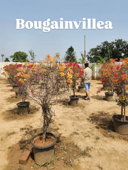A collection of our Bougainvillea topiary plants, adding a burst of orange and red color to the nursery. These are drought-tolerant and low-maintenance.