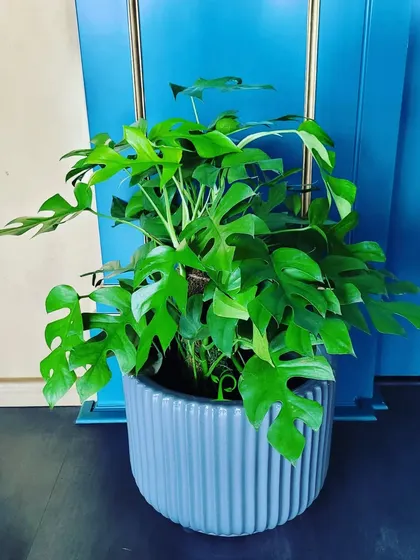 The Monstera Minima, with its iconic split leaves, brings an instant tropical vibe to any room. It's a trendy and relatively easy-to-care-for plant that makes a big statement.