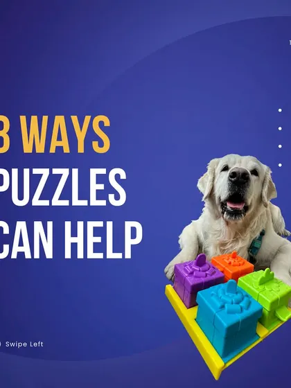 Puzzles are a cornerstone of my enrichment services because they offer so many benefits. This graphic highlights eight key ways that puzzles can help your dog, from mental stimulation to building confidence.
