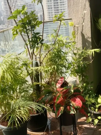 This balcony is packed with a variety of plants, including palms and a colorful red Aglaonema. Our gardening service helps clients in Mumbai manage diverse plant collections in compact spaces.
