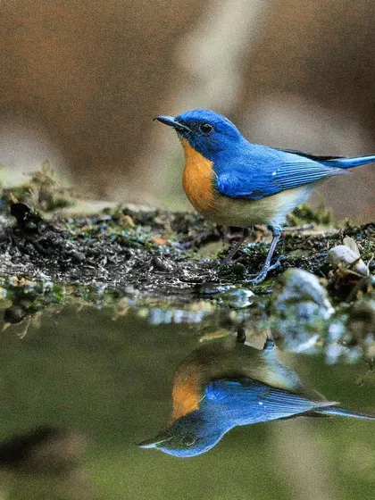 A Tickell's Blue Flycatcher admires its own reflection in a forest pool. These small, colorful birds are a common but beautiful sight in the Indian subcontinent.