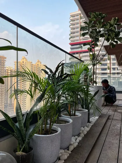 A beautiful balcony setup in Noida. We used a row of matching polymer pots to create a clean, cohesive look, filling them with Snake Plants, Areca Palms, and a Fiddle Leaf Fig.