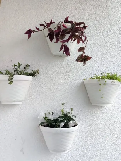 Another set of wall planters featuring a purple Tradescantia Zebrina, adding a splash of rich color to the balcony wall.