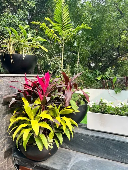 The colors splashed by nature are breathtaking. I love to use plants in bright color combinations, like these yellow and pink dracaenas, to create a look that is pretty year round.