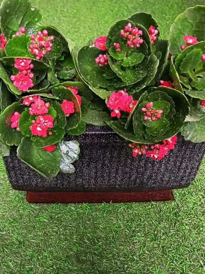 This Kalanchoe plant is packed with clusters of tiny, vibrant pink flowers. It's a cheerful and easy-to-care-for succulent that provides a long-lasting display of color.