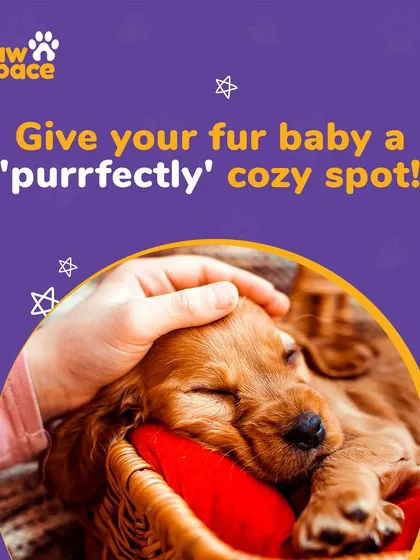 Every pet deserves a perfectly cozy spot to rest and relax. We ensure they have comfortable bedding and a peaceful space to unwind after a day of play.
