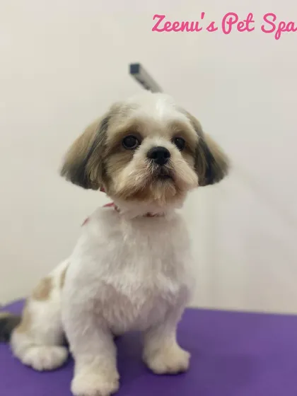 Tofu the Shih Tzu is sitting perfectly after his haircut. The clean lines around his paws and face show the precision I bring to every groom.