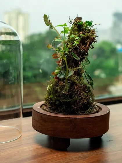 This dome terrarium features a miniature moss-covered tree, shown here with the cloche removed. It's a low-maintenance piece that brings a sense of serenity and green living indoors.