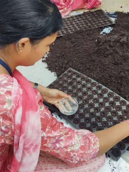 The process of filling trays with cocopeat and sowing seeds is a skill we teach in our nursery management workshops.