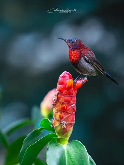 A Vigors's Sunbird on its favourite type of perch, a bright red flower. The composition highlights the relationship between the bird and its food source.