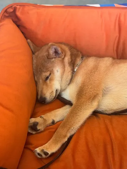 This Shiba Inu puppy has found the perfect spot for a nap. Our kennels and relaxation areas are equipped with comfortable beds for ultimate coziness.