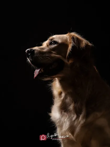 This Golden Retriever's profile is beautifully illuminated, creating a timeless and artistic pet portrait. The focus is entirely on the gentle expression and the light catching the fur.