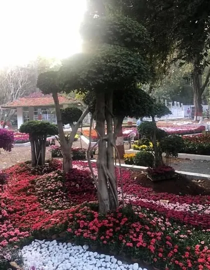 This display combines the art of topiary with colorful flower bedding. The sculpted trees and bougainvillea create a sense of structure and fantasy, perfect for a large flower show or public park.