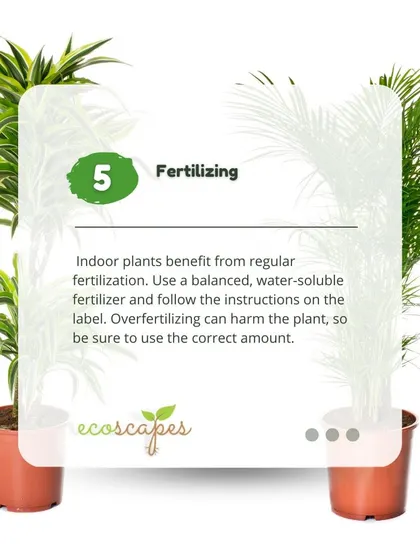 Indoor Tip 5: Fertilizing. Indoor plants benefit from regular feeding during their growing season. A balanced, water-soluble fertilizer is usually the best choice.