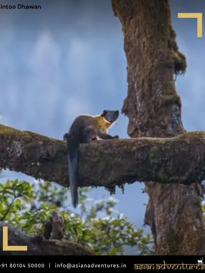 A Yellow-throated Marten, a sleek and agile predator, pauses on a mossy branch in Pangot. These curious animals are a delightful and often unexpected sighting on our birding walks.