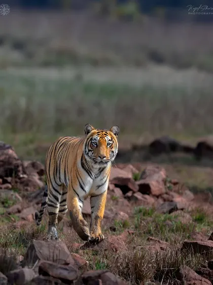 A tigress named Bijli emerges on a full-day safari in Tadoba. These exclusive safaris give us the time and space to wait for incredible moments like this, without any crowds.