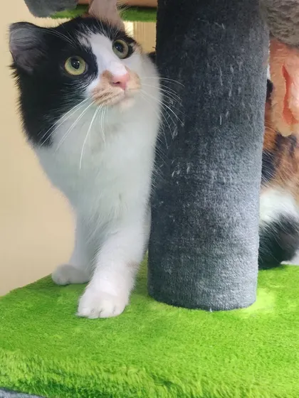 Whiskey, a sweet calico cat, peeking from behind a scratching post on the cat tree.