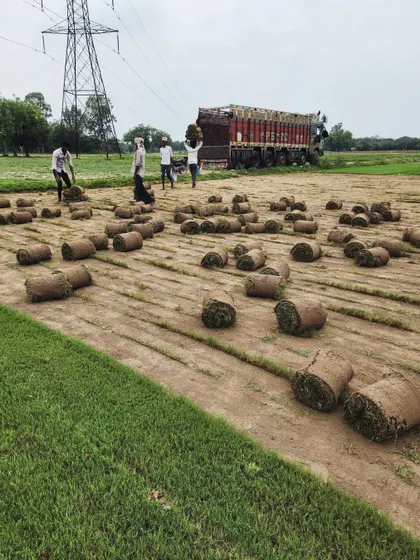 Our premium Selection No.1 grass turf being loaded for delivery to Udaipur City. This variety is chosen for its superior look and feel.