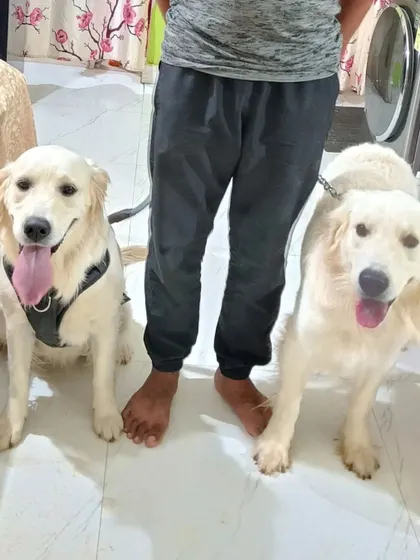 Posing with two happy Golden Retrievers after an indoor training session. General obedience is not just for walks; it is about creating calm and well-behaved dogs inside the home too.